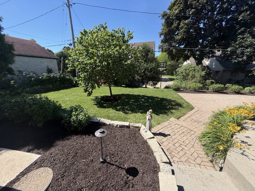 Completed Milwaukee front yard with mature tree, paver driveway, and mulch beds